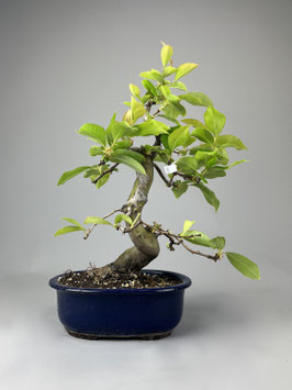 Holzquitte, Pseudocydonia sinensis, Gartenbonsai, Freilandbonsai, Geschenkidee