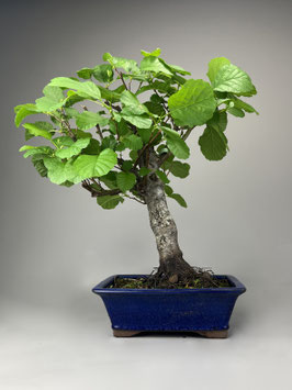 Erle, Alnus, Garten Bonsai, Freilandbonsai Geschenkidee