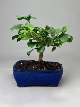 Fächerblattbaum, Ginkgo biloba ´Troll´, Freilandbonsai, Geschenkidee