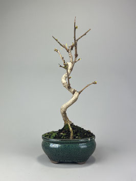 Fächerblattbaum, Ginkgo biloba, Freilandbonsai, Geschenkidee