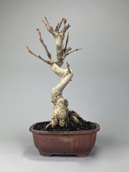 Fächerblattbaum, Ginkgo biloba, Freilandbonsai, Geschenkidee