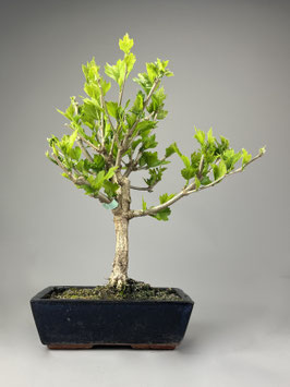 Garteneibisch, Hibiscus syriacus, Blühender Outdoor - Bonsai, Freilandbonsai, Geschenkidee