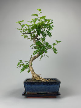 Szechuanpfeffer, Zanthoxylum piperitum, Bonsai, Zimmerbonsai / Indoorbonsai, Pflegeleicht