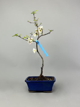 Zierquitte, Chaenomeles, Outdoor - Bonsai mit Blüten und Frucht, Freilandbonsai, Geschenkidee, Blühender Bonsai