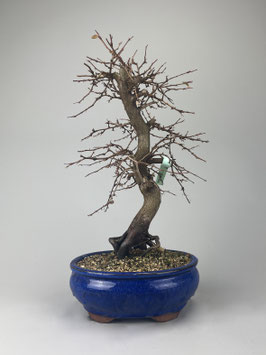 Koreanische Hainbuche,  Carpinus turczaninowii, Freilandbonsai, Outdoor - Bonsai