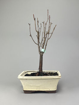 Wildbirne, Pyrus communis, Blühender Outdoor - Bonsai, Freilandbonsai, Geschenkidee