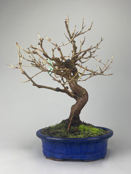 Maulbeerbaum, Morus, Bonsai, Outdoor - Bonsai, Freilandbonsai