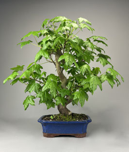 Amberbaum, Liquidambar, Garten Bonsai, Freilandbonsai Geschenkidee