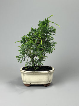 Chin. Wacholder, Juniperus chinensis kyushu, Bonsai - Solitär, Outdoorbonsai
