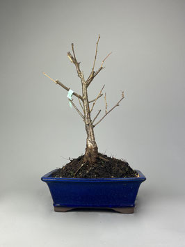 Frühlingskirsche, Prunus Accolade, Blühender Outdoor - Bonsai, Freilandbonsai, Geschenkidee