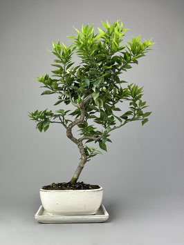 Duftorange, Citrus myrtifolia, mediterraner Bonsai, Geschenkidee