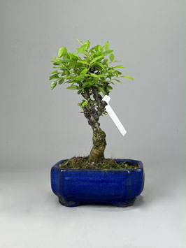 Zwerg Ulme, Ulmus parvifolia `nire keyaki`, Outdoor - Bonsai, Freilandbonsai, Solitär