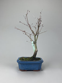 Fächerahorn, Acer palmatum deshojo, Ahorn, Bonsai Solitär, Geschenkidee, Freilandbonsai