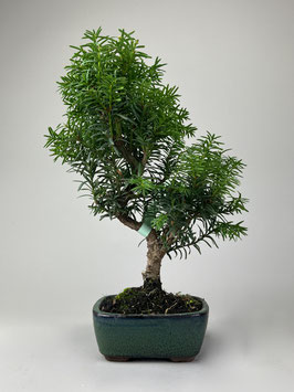 Japanische Eibe, Taxus cuspidata, Outdoor - Bonsai, Freilandbonsai