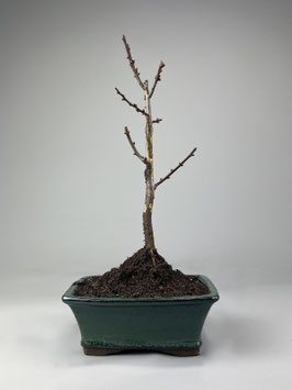 Kirschpflaume 'Trailblazer', Essbare Blutpflaume, Prunus 'Trailblazer, Blühender Outdoor - Bonsai, Freilandbonsai, Geschenkidee