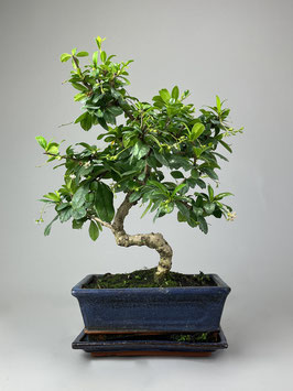 Fukientee, Carmona microphylla, Zimmerbonsai / Indoorbonsai, Pflegeleicht, Bonsai Geschenkidee