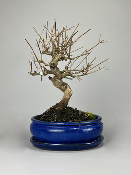 Granatapfel, Punica granatum nejikan, Blühender Bonsai, Geschenk - Idee, mediterraner Bonsai