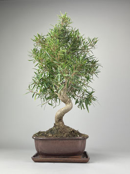 Oleanderblättriger Feigenbaum / Ficus neriifolia, Zimmerbonsai / Indoorbonsai, Solitär