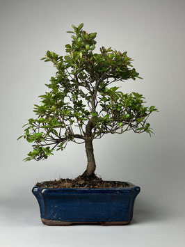 wie sieht der baum eibe aus Eibe kaufen main image 1