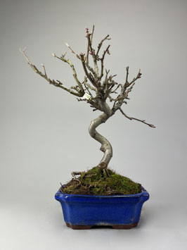 Zierapfel, Malus, Outdoor - Bonsai, Freilandbonsai, Outdoor - Bonsai