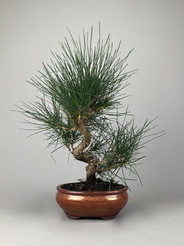 Japanische Schwarz-Kiefer, Pinus thunbergii, Shohin, Japan, Outdoor - Bonsai, Freilandbonsai