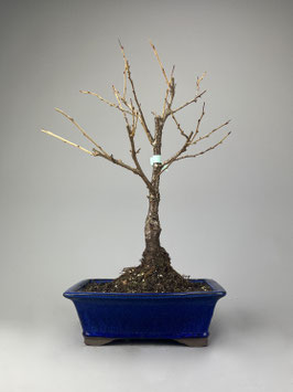 Frühlingskirsche, Prunus Accolade, Blühender Outdoor - Bonsai, Freilandbonsai, Geschenkidee