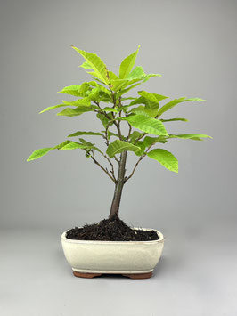 Edelkastanie, Castanea sativa, Garten Bonsai, Freilandbonsai Geschenkidee