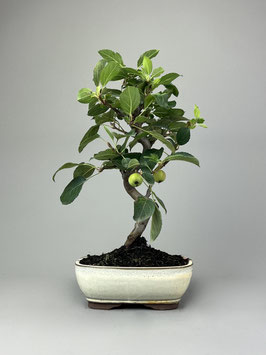 Zierapfel, Malus, Outdoor - Bonsai, Freilandbonsai, Outdoor - Bonsai