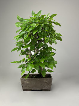 Lockerblütige Weißbuche, Carpinus laxiflora, Freilandbonsai, Outdoor - Bonsai