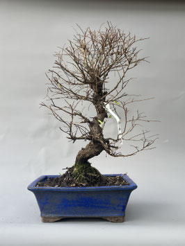 Zwerg Ulme, Ulmus parvifolia, Outdoor - Bonsai, Freilandbonsai, Solitär