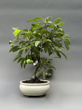 Zierapfel, Malus, Outdoor - Bonsai, Freilandbonsai, Outdoor - Bonsai