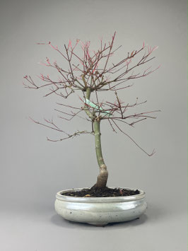 Fächerahorn, Acer palmatum deshojo, Ahorn, Bonsai Solitär, Geschenkidee, Freilandbonsai