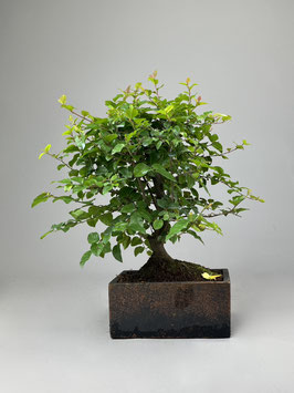 Bonsai Deko - Kollektion  Zimmerbonsai, Sageretie, Sageretia theezans