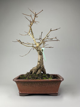 Acer campestre, Feldahorn, Outdoor - Bonsai, Freilandbonsai