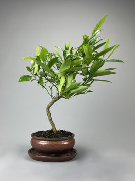 Zitrusbaum, Citrus llimencuat, mediterraner Bonsai, Geschenkidee