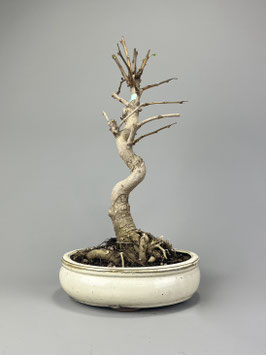 Fächerblattbaum, Ginkgo biloba, Freilandbonsai, Geschenkidee