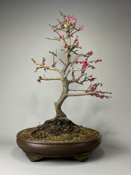 Japanische Aprikose, Prunus mume, Blühender Outdoor - Bonsai, Freilandbonsai, Geschenkidee