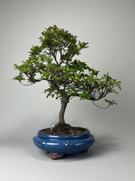 Satsuki - Azalee, Rhododendron indicum, Freilandbonsai, Gartenbonsai, Geschenkidee