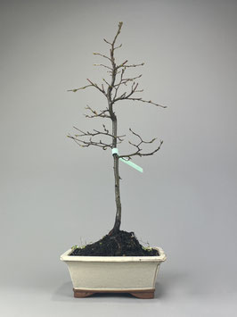 Hainbuche / Weißbuche,  Carpinus betulus, Freilandbonsai, Outdoor - Bonsai