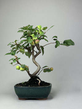 Zierapfel, Malus, Outdoor - Bonsai, Freilandbonsai, Outdoor - Bonsai