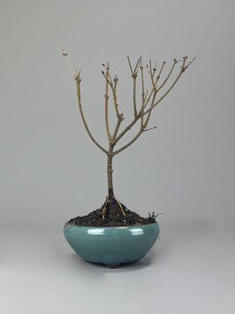 Blhende Bonsai kaufen Geschenkidee Versand - www.bonsai-hassler.de