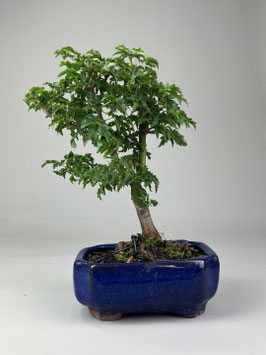 Fächerahorn, Acer palmatum shishigashira, Ahorn, Bonsai Solitär, Geschenkidee, Freilandbonsai
