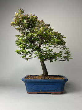 Azalee, Rhododendron, Bonsai Shop - www.bonsai-hassler.de