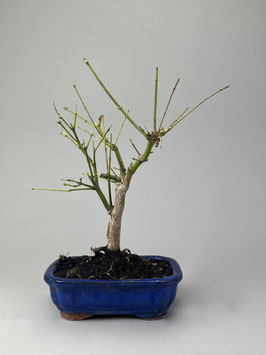 Fächerahorn, Acer palmatum, Ahorn, Bonsai Solitär, Geschenkidee, Freilandbonsai