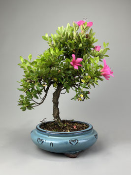 Satsuki - Azalee, Rhododendron indicum, Freilandbonsai, Gartenbonsai, Geschenkidee