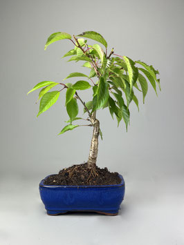 Japanische Hänge-Nelkenkirsche, Prunus serrulata 'Kiku-shidare-Zakura', Blühender Outdoor - Bonsai, Freilandbonsai, Geschenkidee