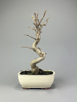 Fächerblattbaum, Ginkgo biloba, Freilandbonsai, Geschenkidee
