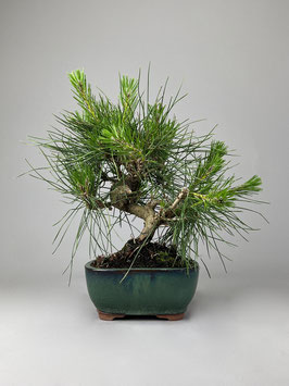 Japanische Schwarz-Kiefer, Pinus thunbergii, Outdoor - Bonsai, Freilandbonsai