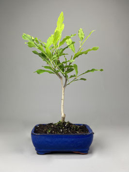 Magnolie, Magnolia, Blühender Outdoor - Bonsai, Freilandbonsai, Geschenkidee