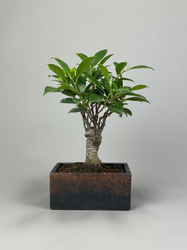 Bonsai Deko - Kollektion  Zimmerbonsai, Chin. Feigenbaum / Ficus microcarpa
